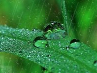 雨水 雨水